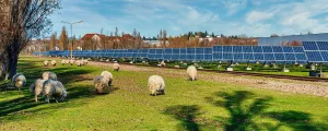 Schafe bei PV-Anlage