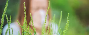 Ragweed