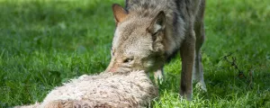 ein Wolf hat ein Schaf gerissen