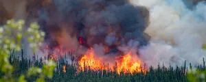 Waldbrand