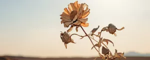 verdörrte Blume
