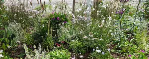 Blumenbeet