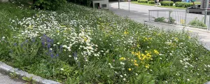 „Kontrollierte Verwilderung“ einer Rasenfläche in Waidhofen an der Ybbs.