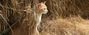 Katze