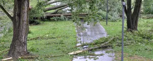 Sturmschäden bei einem Baum