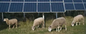 Schafe vor einer PV-Anlage