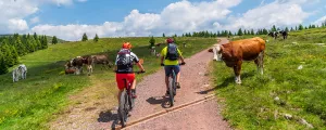 Mountainbiker fahren durch Kuhherde