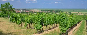 Blick auf den Neusiedler See