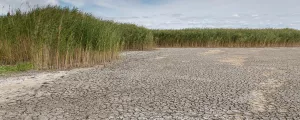 Dürre im Nationalpark Neusiedler See
