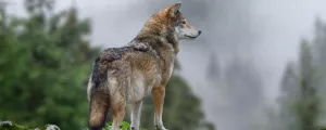 Wolf