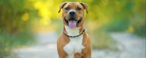 Staffordshire Terrier
