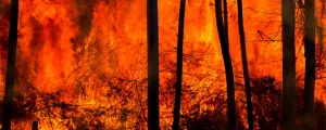 Waldbrand