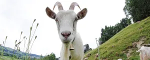 Ziegenbock