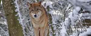 Wolf im Schnee