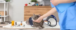 Katze beim Tierarzt