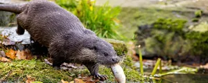 Fischotter