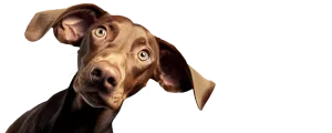 Hund schaut lustig