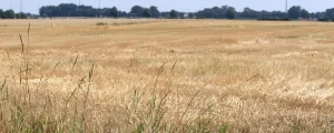 ausgetrocknete Pflanzen nach langer Trockenheit