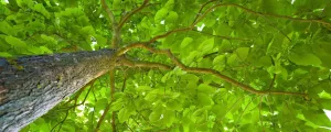 Baum