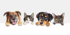 Hunde und Katzen
