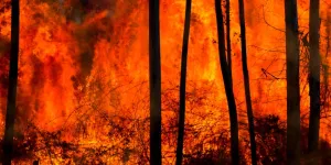 Waldbrand