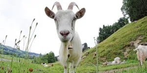 Ziegenbock