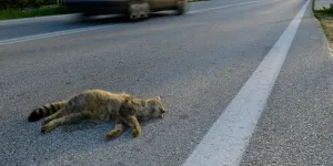 Überfahrene Wildkatze 