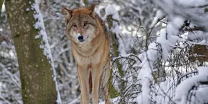 Wolf im Schnee