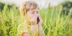Kind niest wegen Ragweed-Allergie