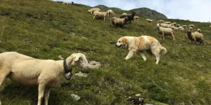 Schafe und Hirtenhund