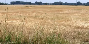 ausgetrocknete Pflanzen nach langer Trockenheit