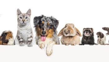 verschiedene Tiere