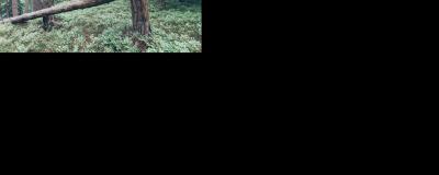 geknickter Baum in Wald