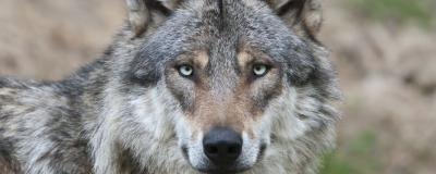 Wolf schaut in die Kamera