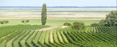 Blick auf Weingärten und auf den Neusiedler See