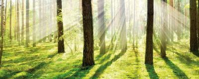 Romantische Lichtung im Sonnenschein