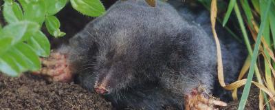 Maulwurf