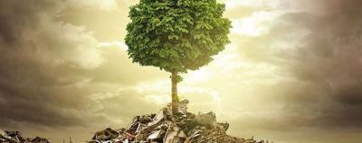 Baum steht auf Bauresten