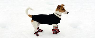 Hund steht mit kleinen Schuhen auf Schnee