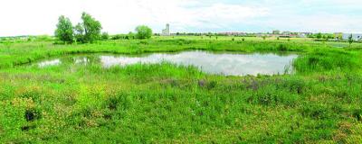Retentionsraum für den Weidenbach am Rand von Gänserndorf 