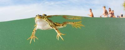Frosch im Wasser
