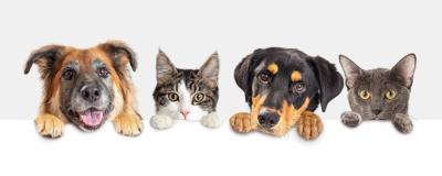 Hunde und Katzen