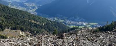 Schäden an einem Schutzwald