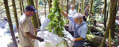 Arbeiter packen Baum aus weißer Folie aus