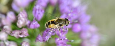 Biene auf violetter Blume