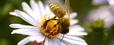 Biene sitzt auf Blüte