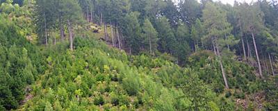 Berghang mit Waldstück