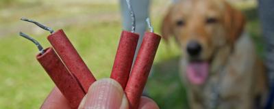 Feuerwerk mit Hund im Hintergrund