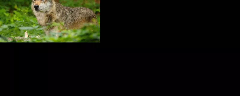 Wolfsichtungen