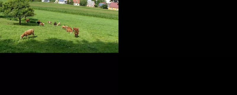 Leoben in der Steiermark - Bild mit Wiesen und Kühen